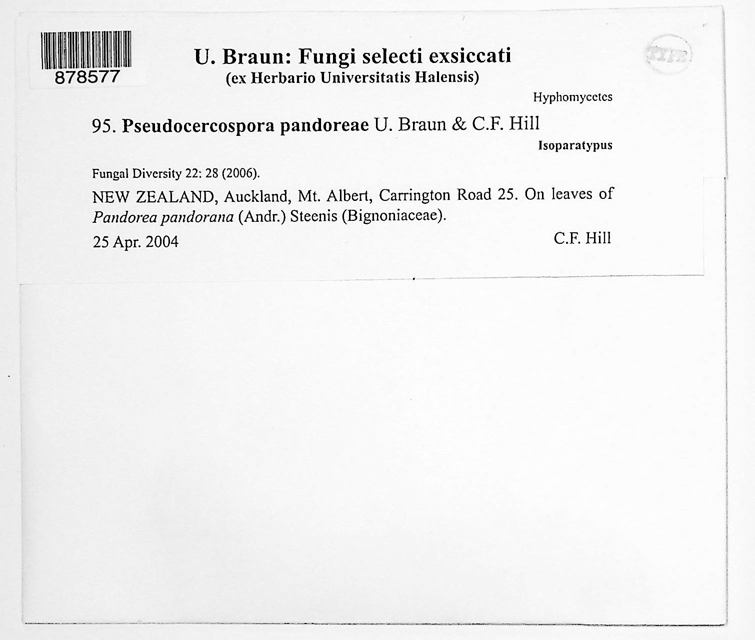 Pseudocercospora pandoreae